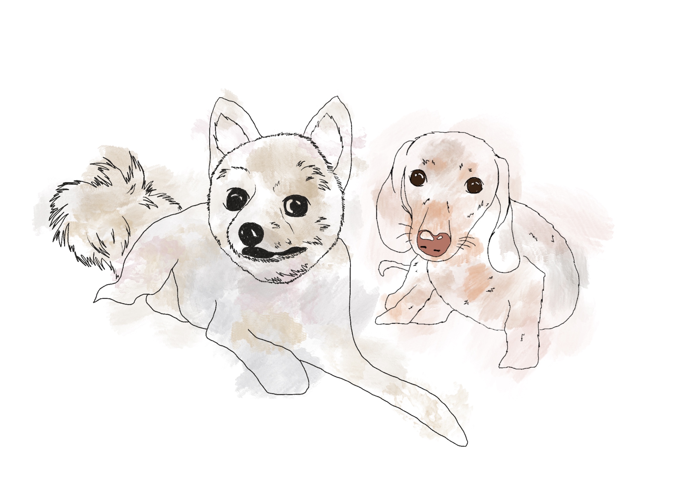犬